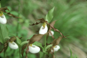 mountain lady's slipper(Cypripedium montanum)